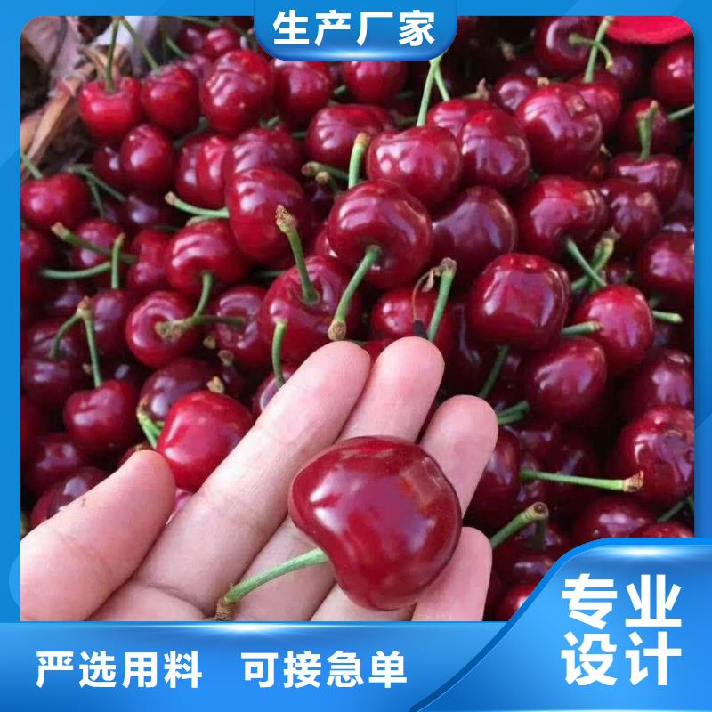 樱桃樱桃苗经验丰富品质可靠同城货源