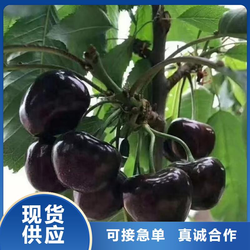 矮化大樱桃树苗根系发达现货直供