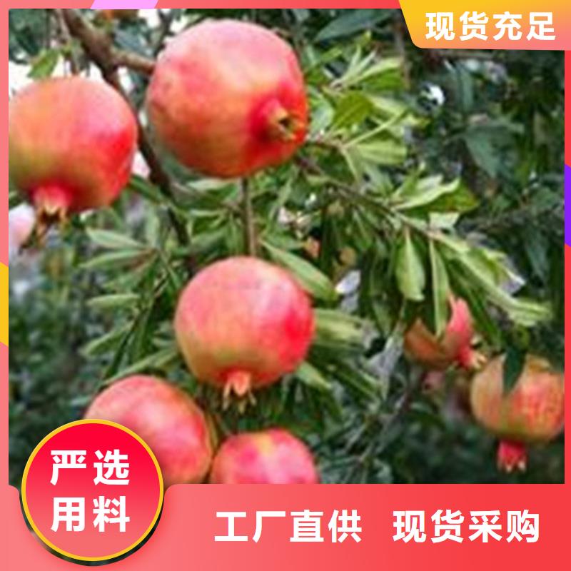 石榴树什么时间移栽当地公司