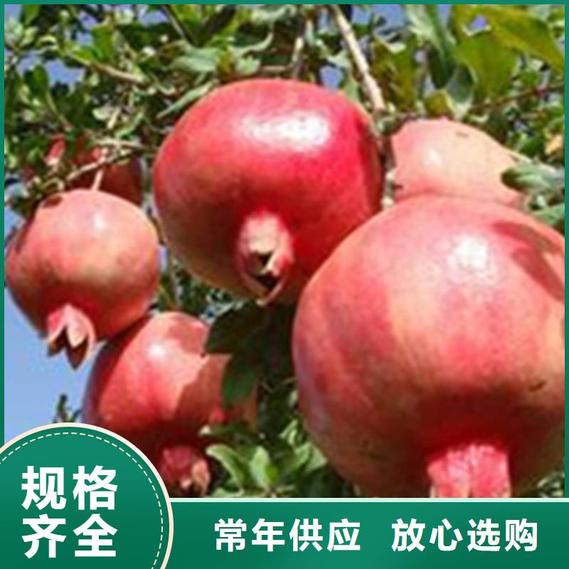 软籽石榴苗采摘园生产经验丰富