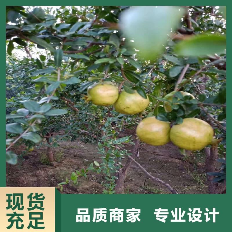石榴西瓜苗工厂批发本地制造商