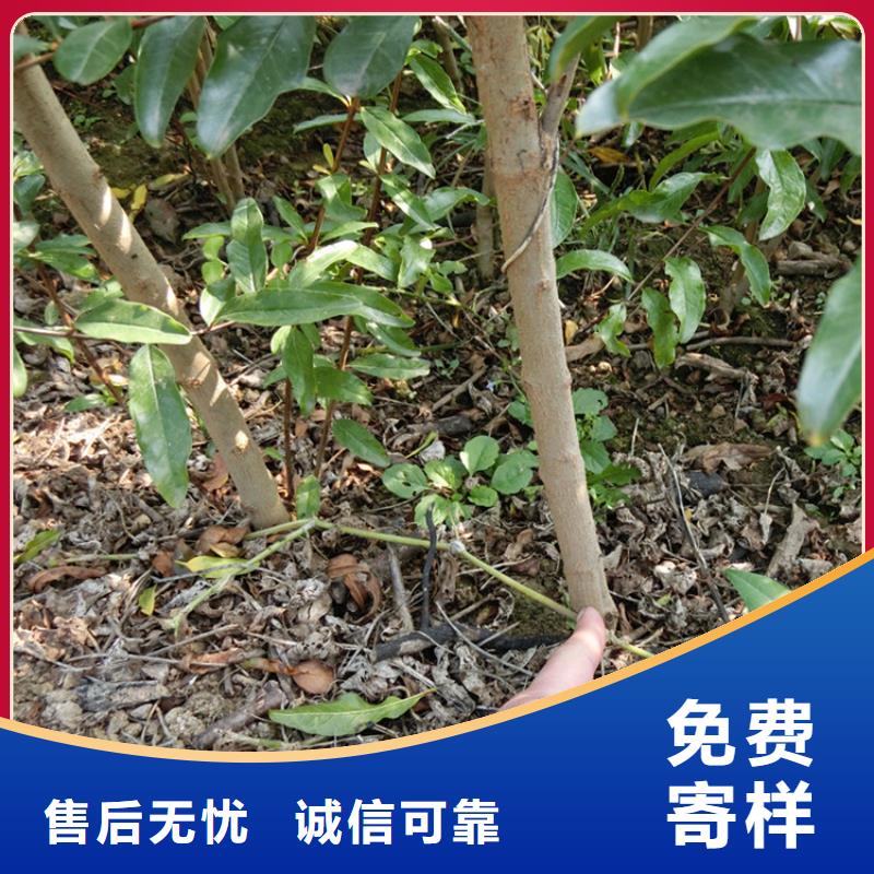 大个石榴树苗经济效益精品选购