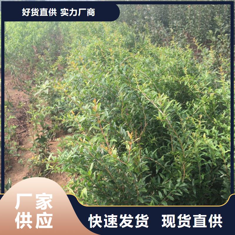 软籽石榴苗经济效益出货及时