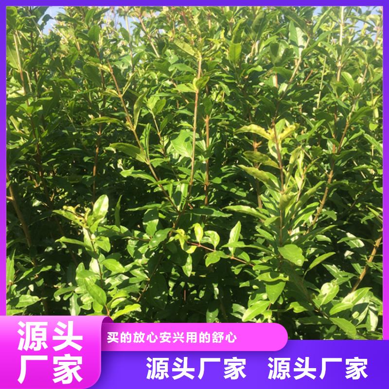 黑籽石榴苗现挖苗现发货同城经销商