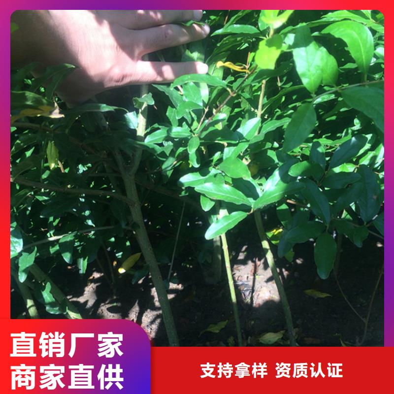 软籽石榴苗成活率高做工精细