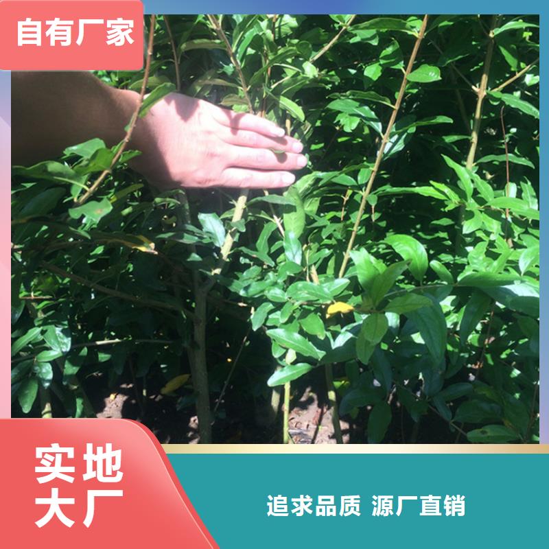 石榴【葡萄苗】现货充足当地厂家