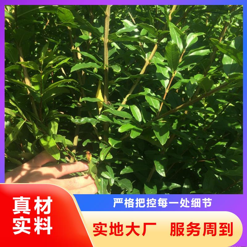 石榴板栗苗快捷物流大量现货供应
