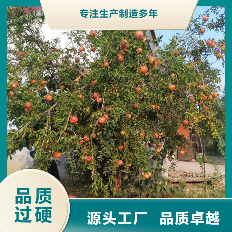 石榴樱桃苗主推产品当地公司