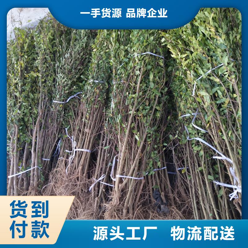 甜籽石榴树苗怎么卖/轩园园艺场高品质诚信厂家
