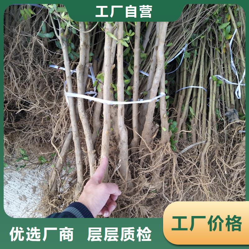 软籽石榴树苗育苗基地/轩园园艺场源厂直接供货