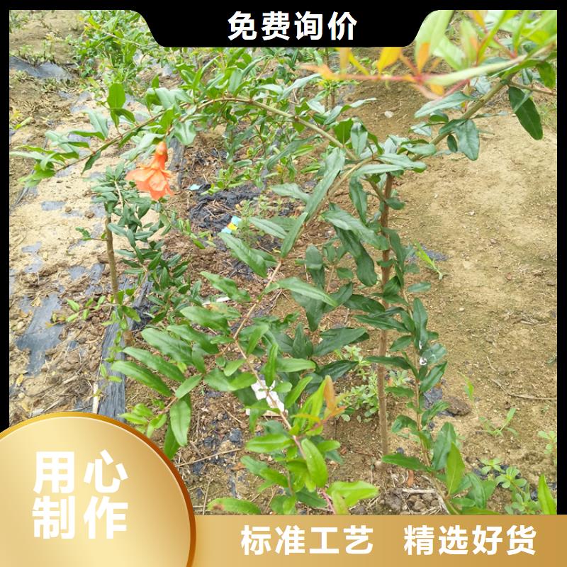 甜籽石榴树产量多少襄樊细节决定成败