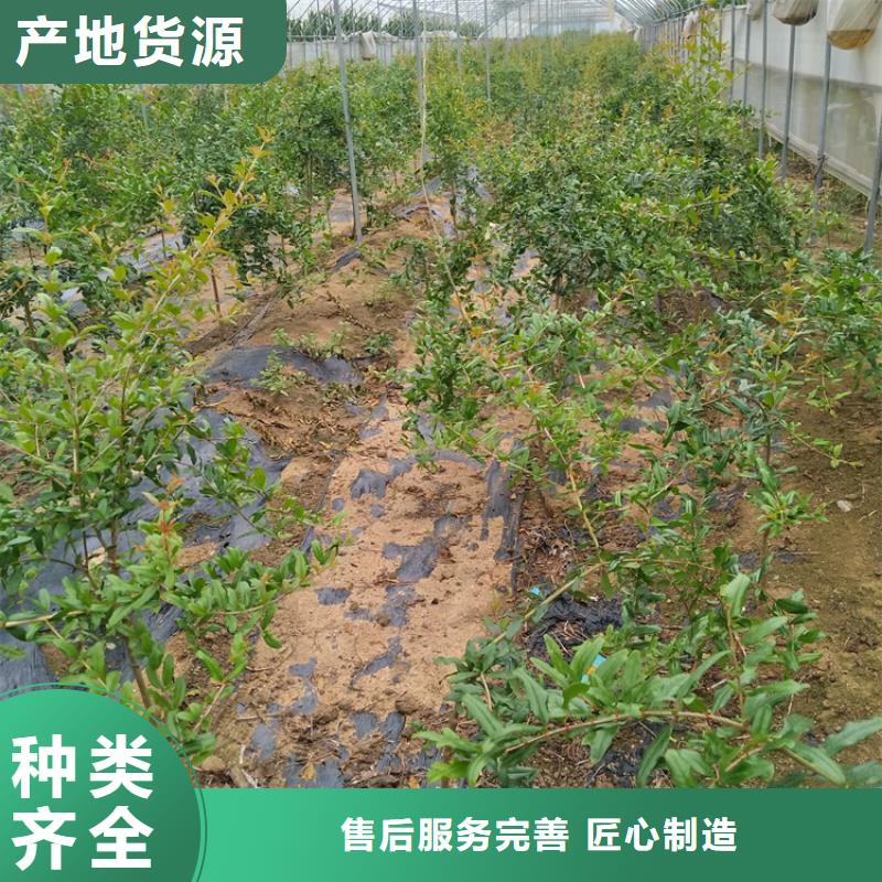 甜籽石榴树适合种植地区同城制造商