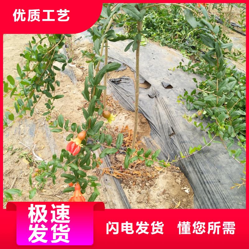 石榴,苹果苗选择大厂家省事省心实力商家