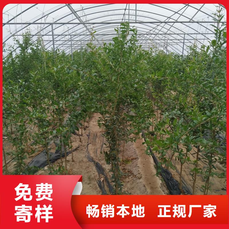 黑籽石榴树苗怎么卖好货直销