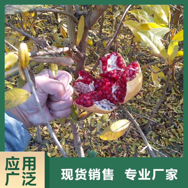 软籽石榴苗质优价廉本地公司