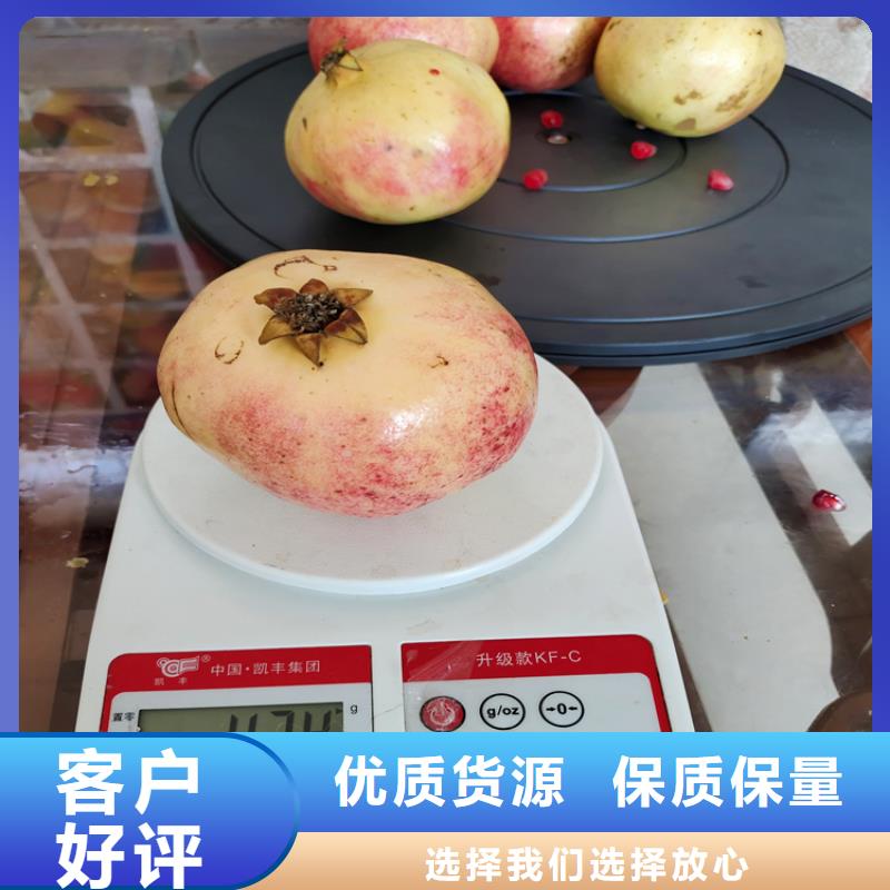 软籽石榴苗什么时间移栽当地货源