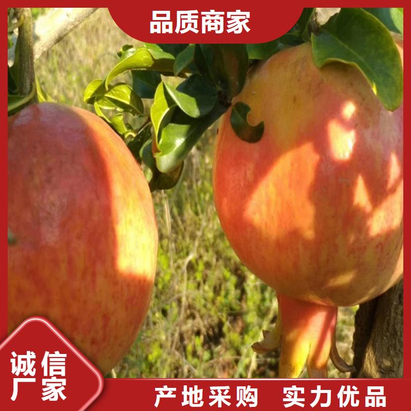 黑籽石榴树量多优惠/轩园园艺场当地制造商
