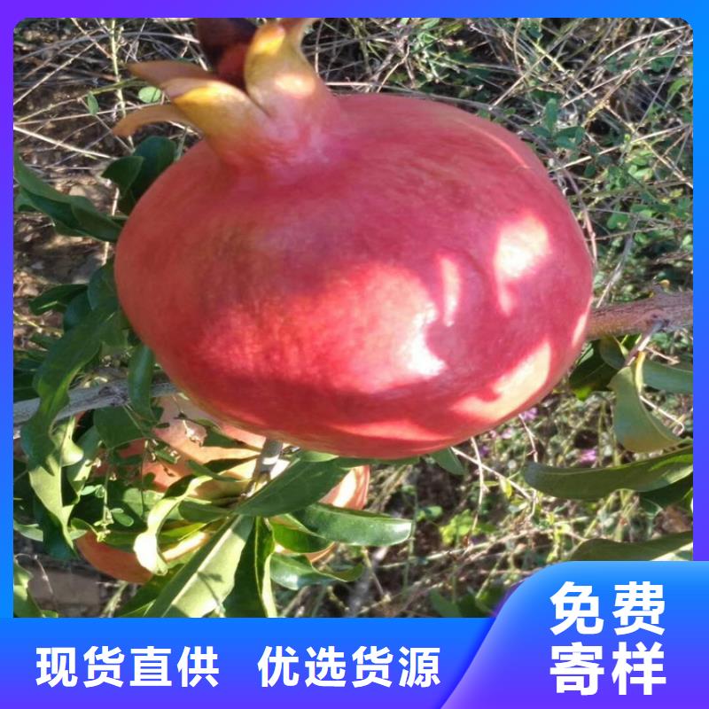 石榴-石榴树细节展示当地厂家
