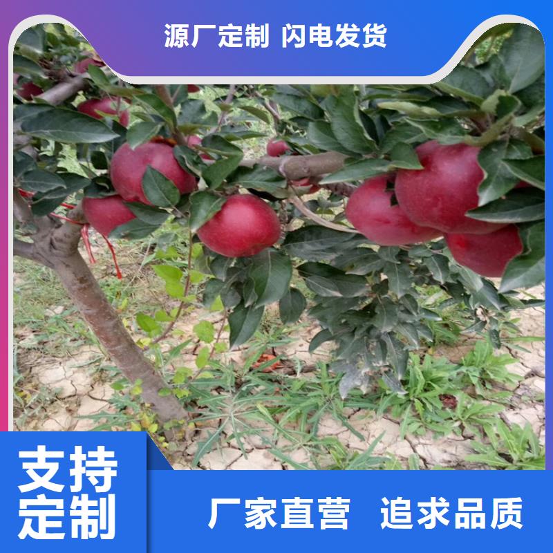 甜籽石榴苗经济效益同城生产厂家