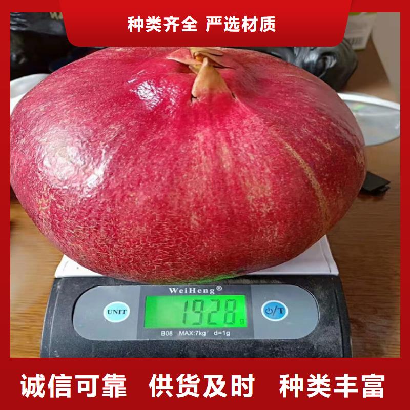 软籽石榴树苗规格优势