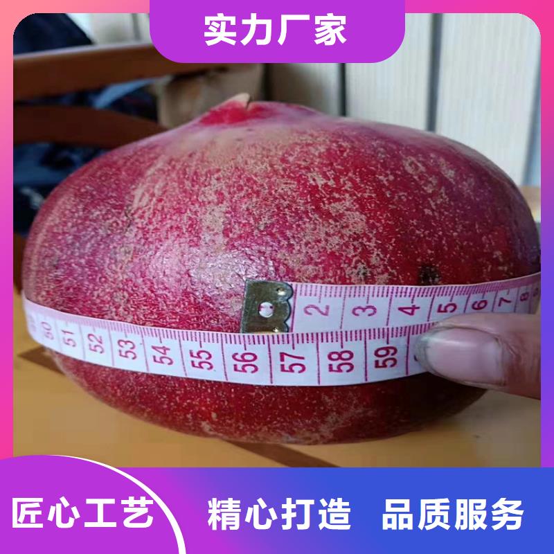 黑籽石榴苗量多优惠厂家