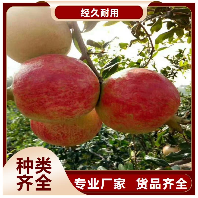 石榴樱桃苗品类齐全批发商