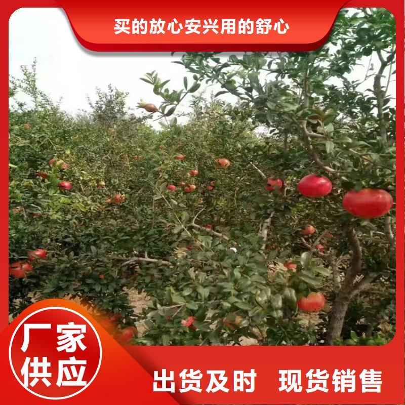 甜籽石榴苗当年结果树大品牌值得信赖