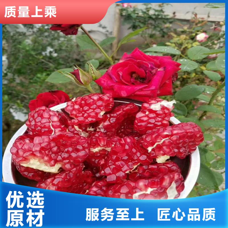 甜籽石榴树苗免费咨询本地生产商