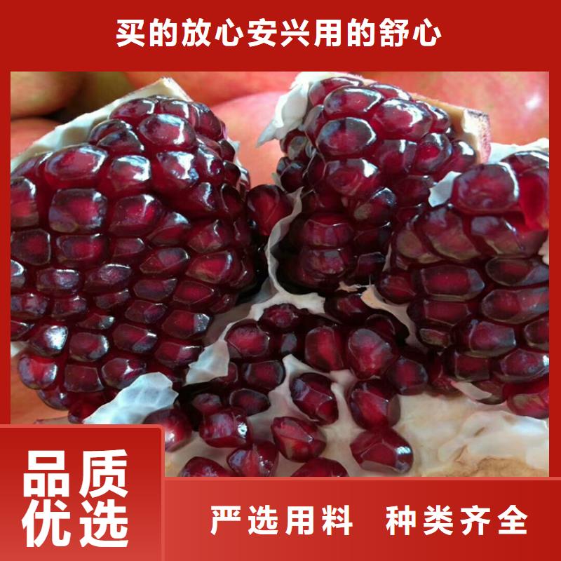 石榴樱桃苗现货直供质检严格