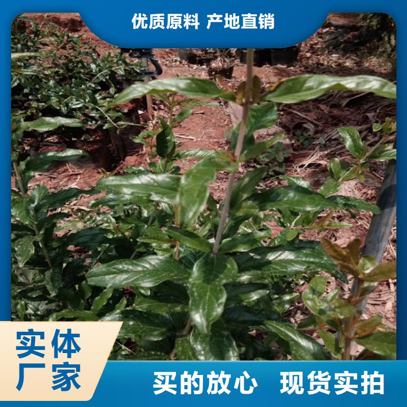 黑籽石榴苗免费咨询现货批发