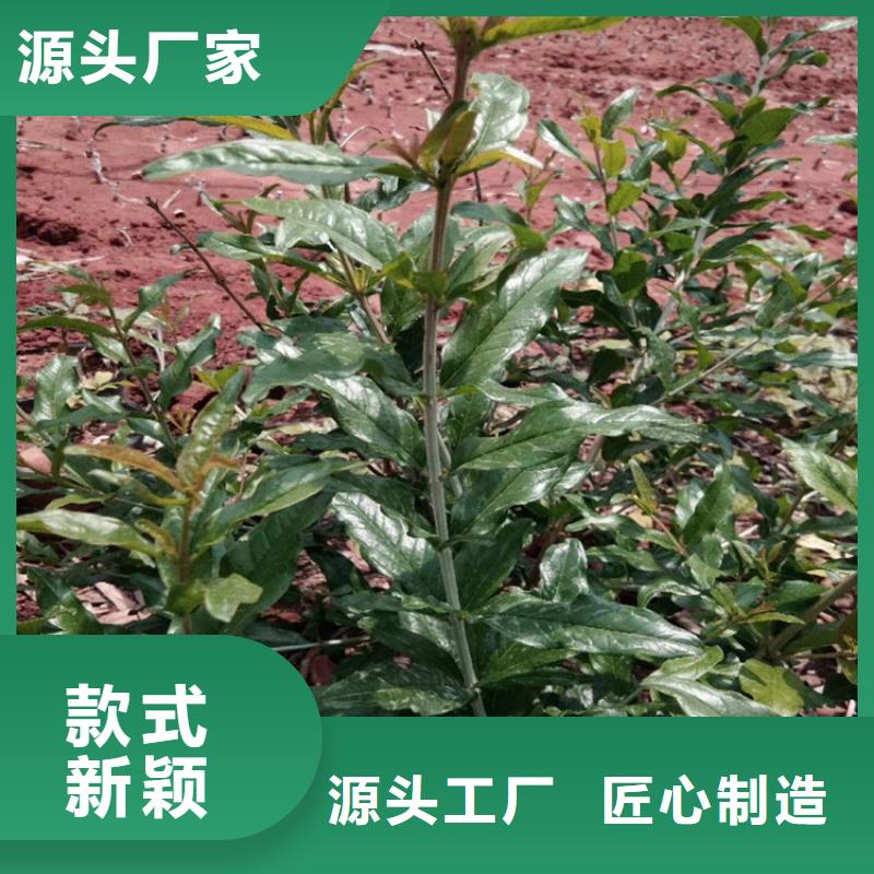 软籽石榴苗适合种植地区精品选购