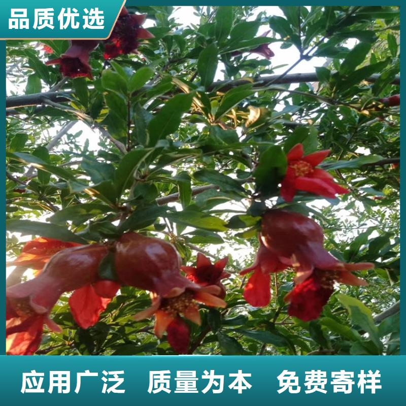 软籽石榴树苗适合种植地区大品牌值得信赖