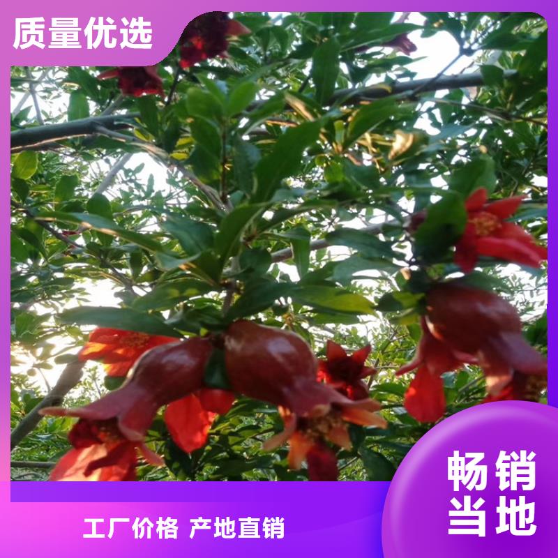 甜籽石榴苗欢迎咨询的简单介绍