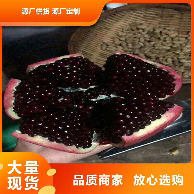 石榴【苹果苗】用心做产品同城公司