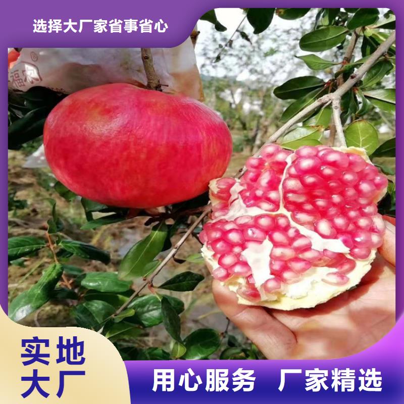 黑籽石榴树苗经济效益同城品牌