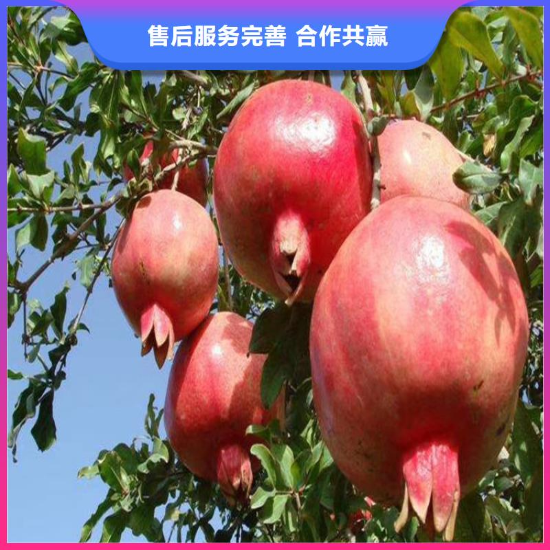 石榴树种植技术市场报价