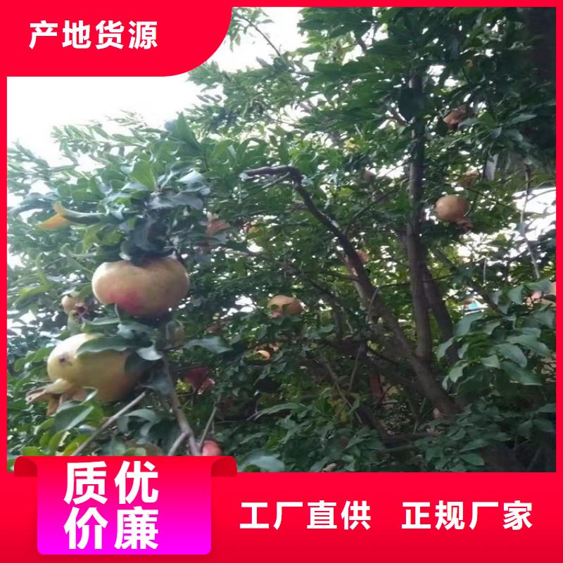 黑籽石榴苗量大从优厂家批发价