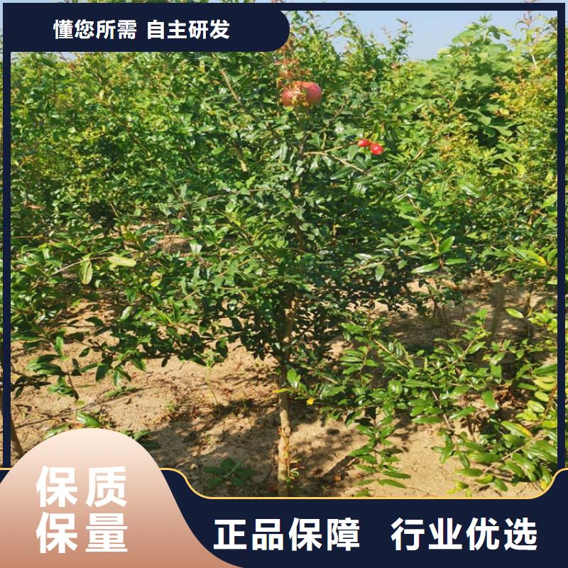 黑籽石榴树苗一亩地多少棵用好材做好产品