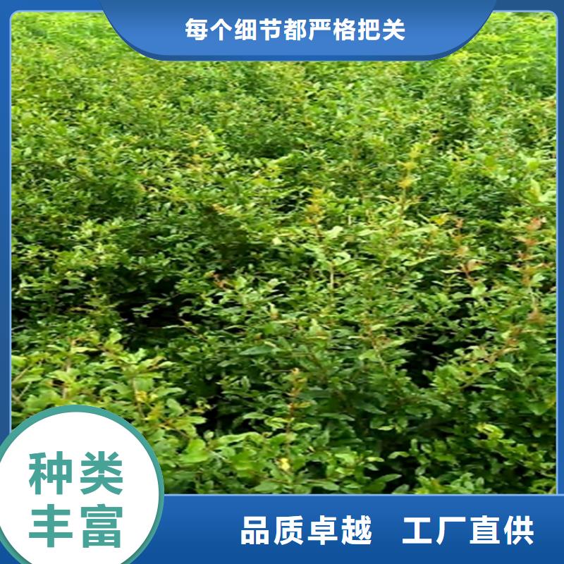 黑籽石榴苗根系发达当地生产商
