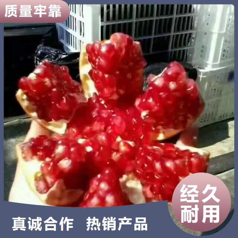 【石榴】石榴树适用范围广好产品好服务