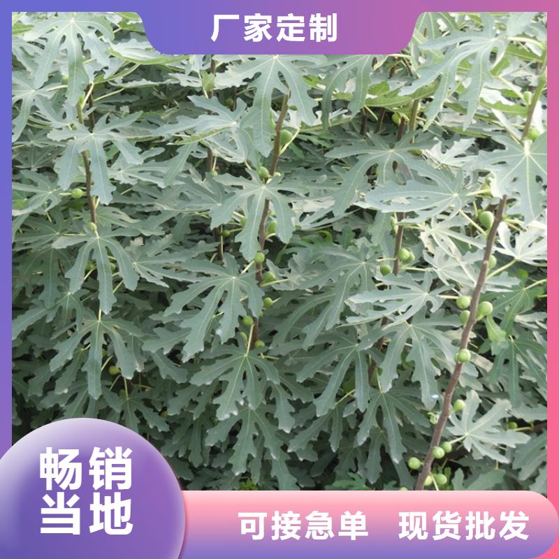 华丽无花果苗露天种植襄樊品质保障售后无忧
