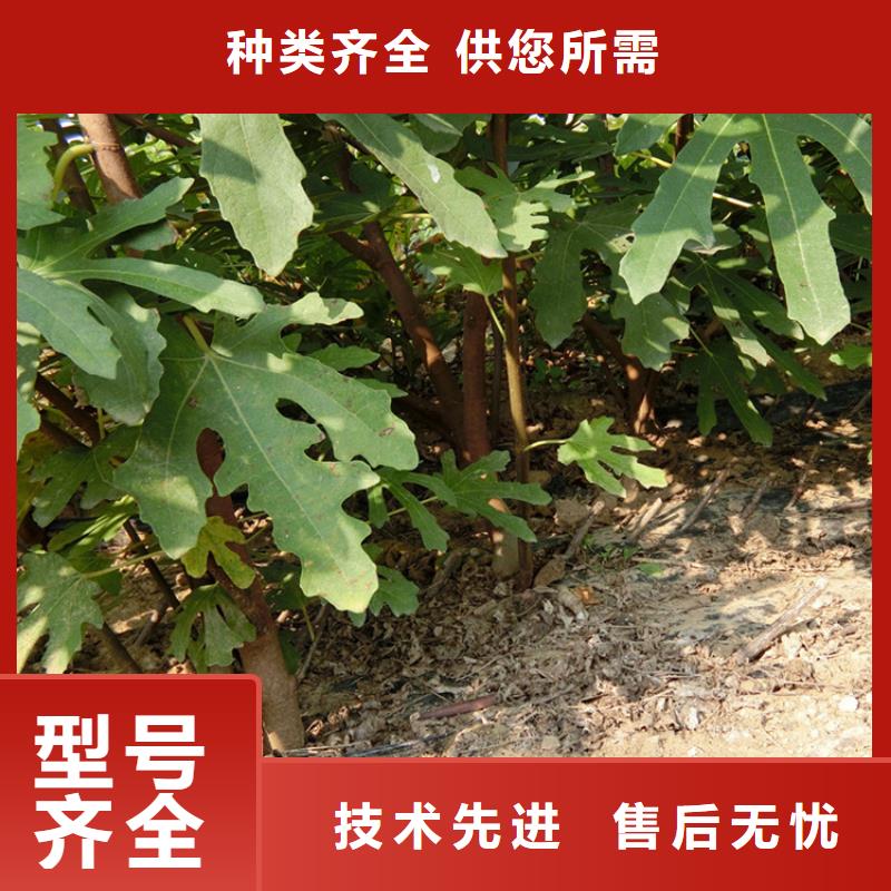 【无花果】【蓝莓苗】选择我们没错联系厂家