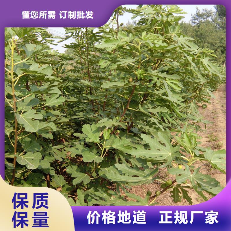 无花果玛瑙红石榴苗来图定制价格合理