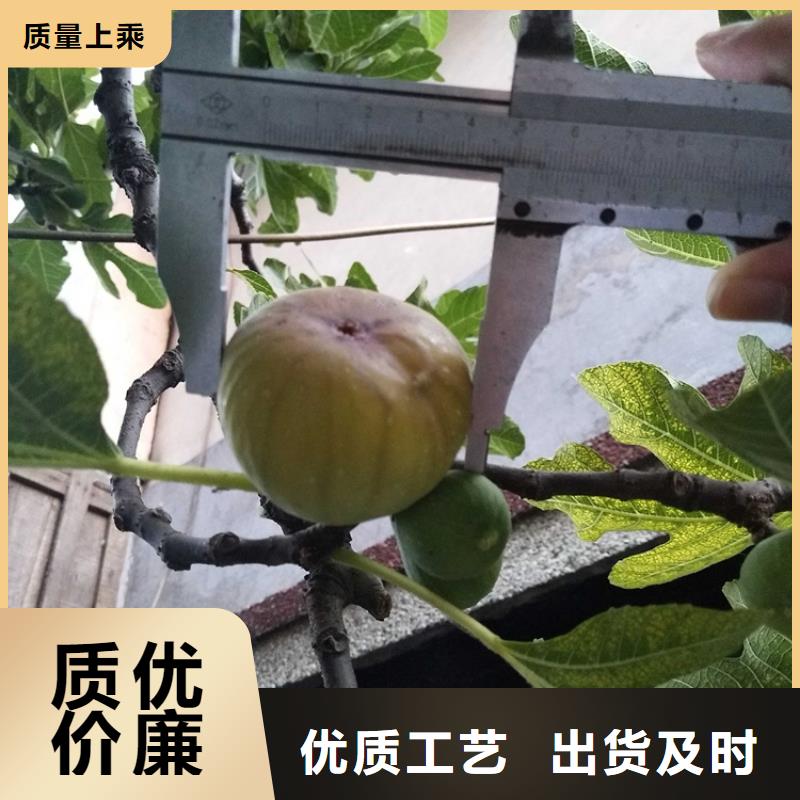 无花果树苗怎么卖/轩园园艺场真材实料诚信经营
