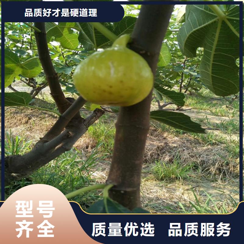 【无花果】桃树苗来图定制量大从优产品细节