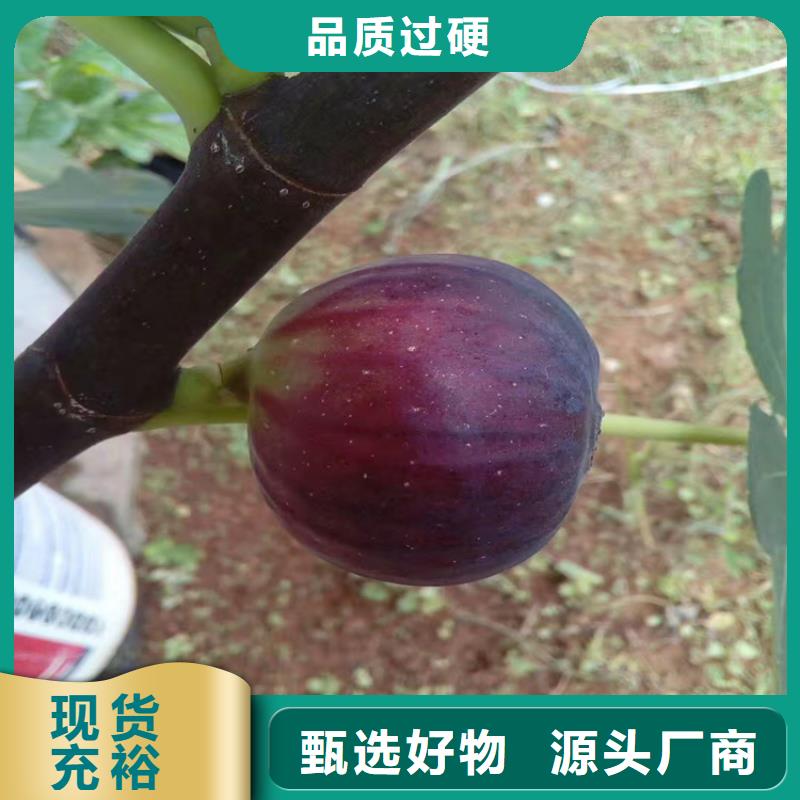 无花果【桃树苗】讲信誉保质量价格公道合理