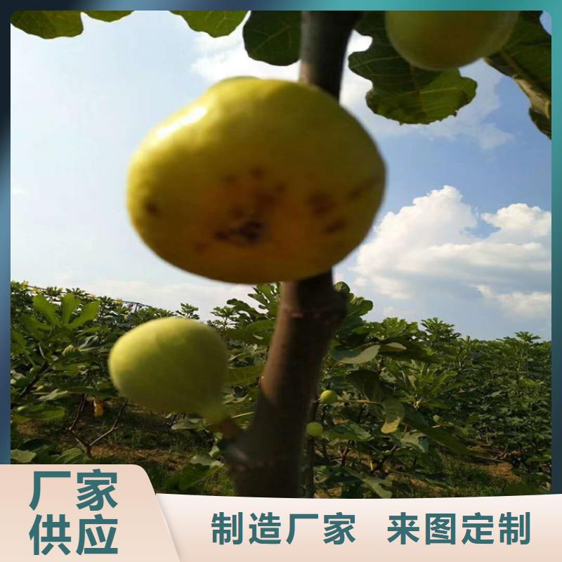 无花果桃树苗生产加工品质保障价格合理