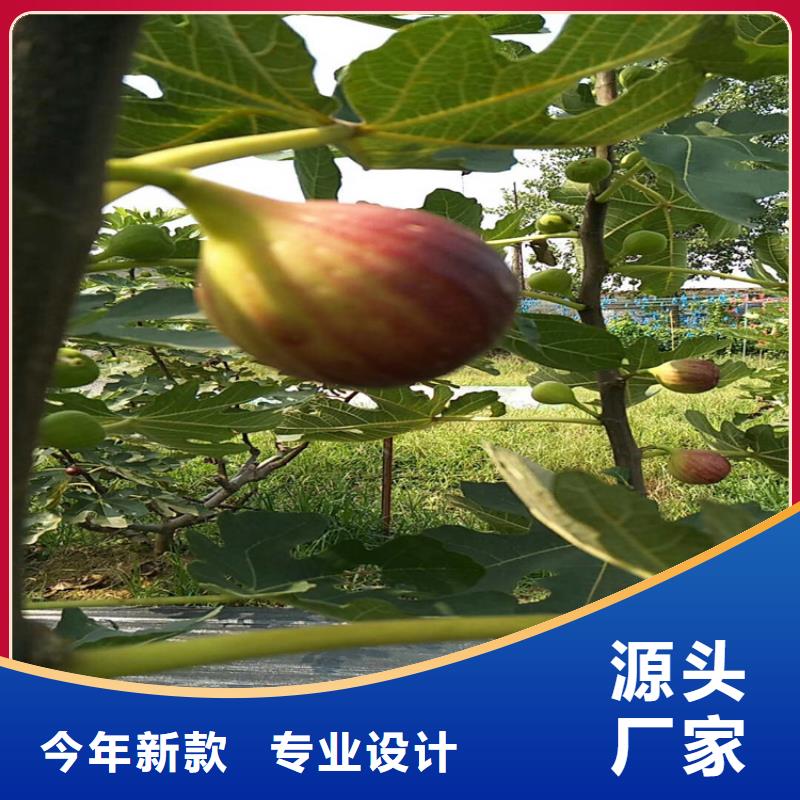 无花果无花果苗大库存无缺货危机当地品牌