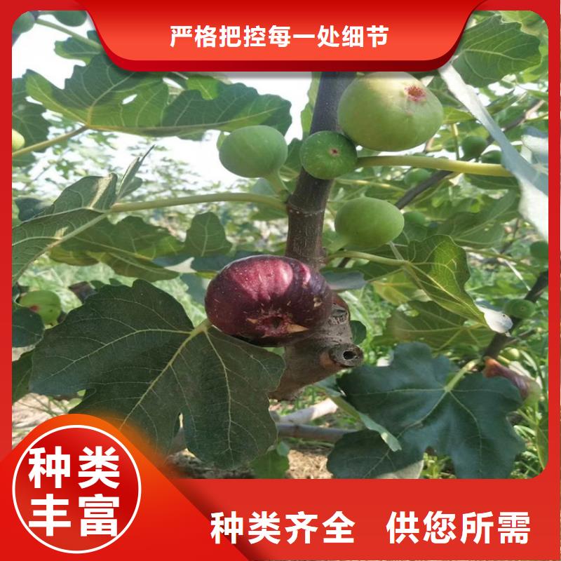 【无花果】桃树苗懂您所需当地经销商
