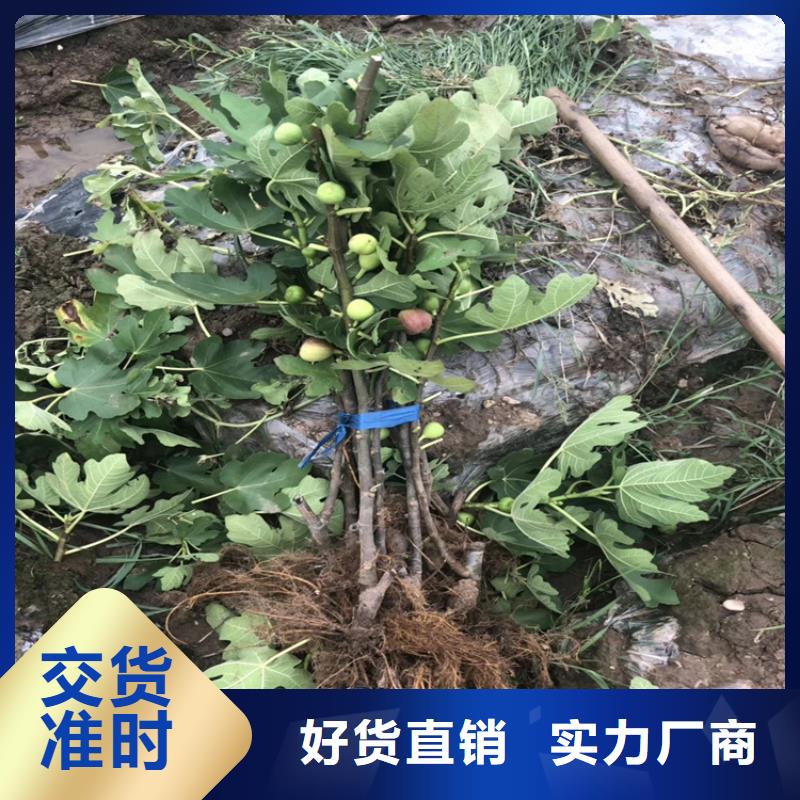 【无花果】桃树苗实力才是硬道理优选厂商